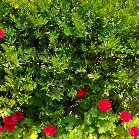Sunshine בית נופש *