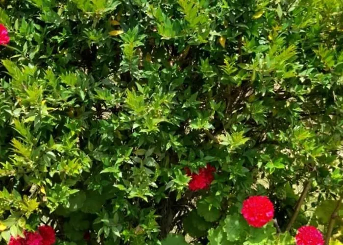 Sunshine Prázdninový dům *