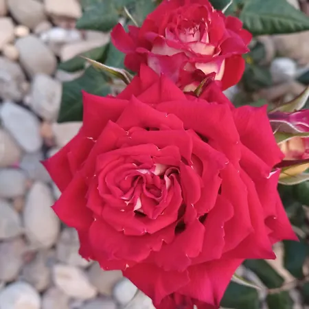 Semesterbostad Sunshine